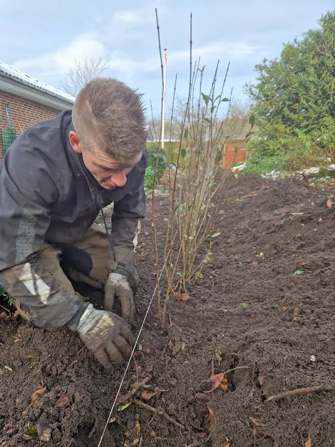 Plantning af ny hæk i have