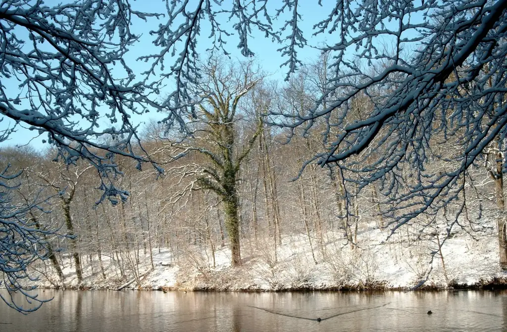 Vinter med sne i skoven ved Kolding